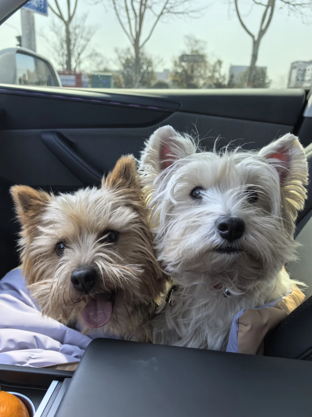 掐点送狗子去保养