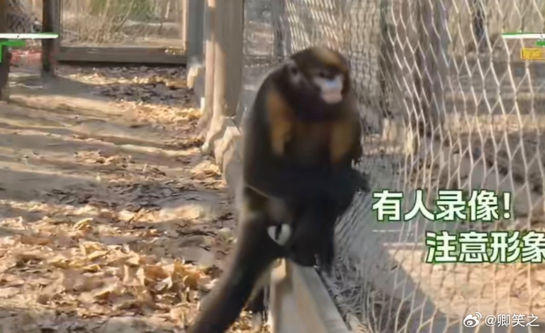 北京动物园为黔金丝猴淘淘全球征婚 哈哈，没想到吧，连猴子都要相亲啦！淘淘这7岁的