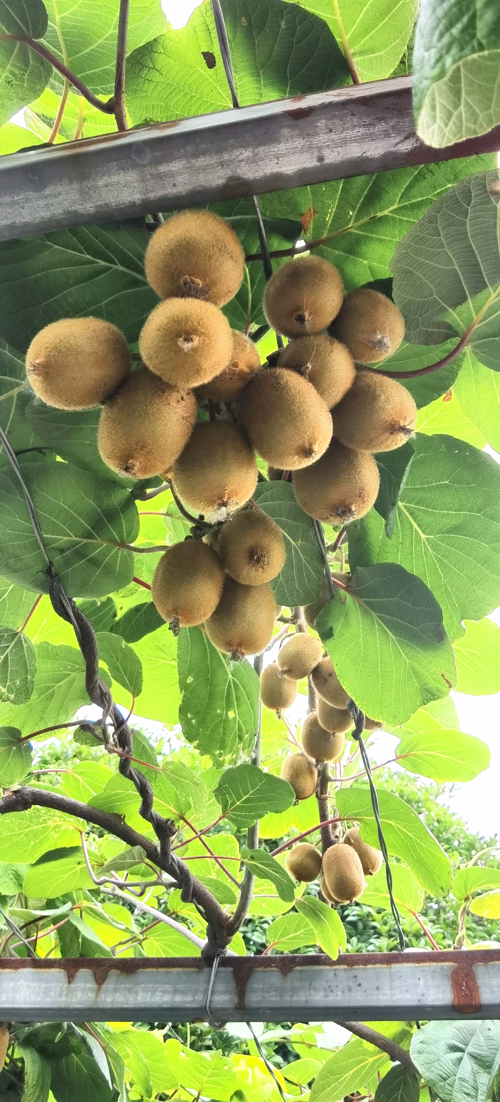 夏天，毛茸茸的猕猴桃🥝 