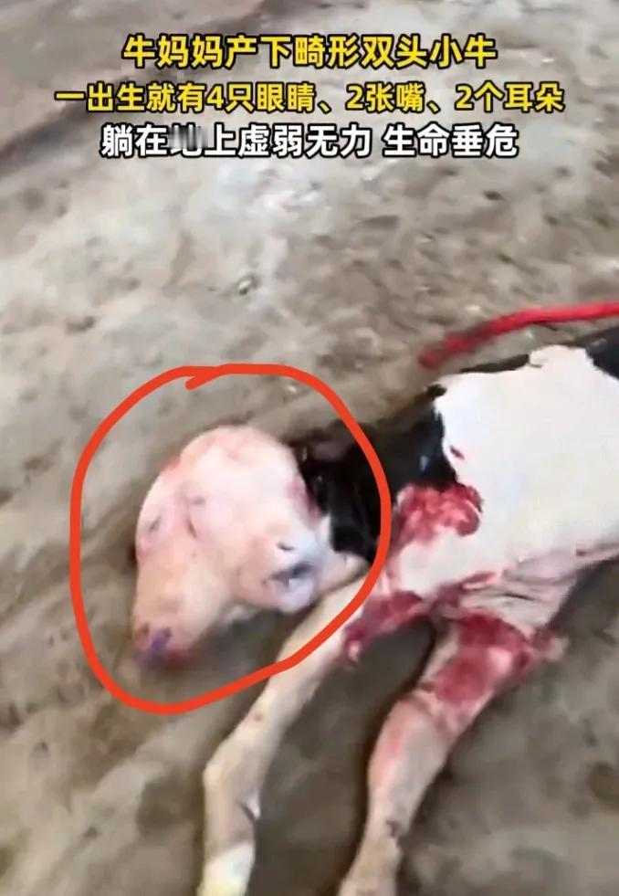 北京惊现400万分之一罕见一幕！母牛产下双头四眼双嘴幼崽，生命垂危！
 
5月9