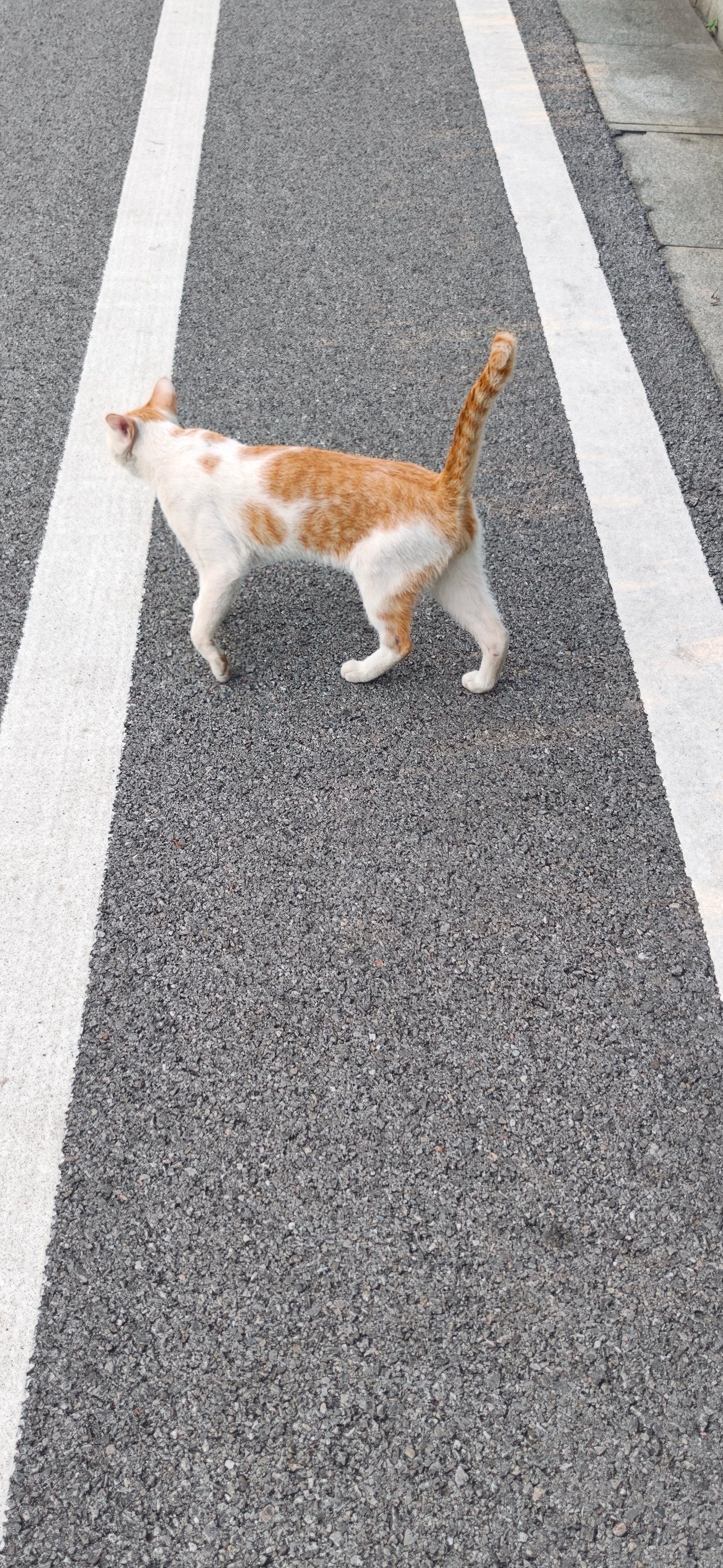 嘿嘿嘿小猫咪~ 