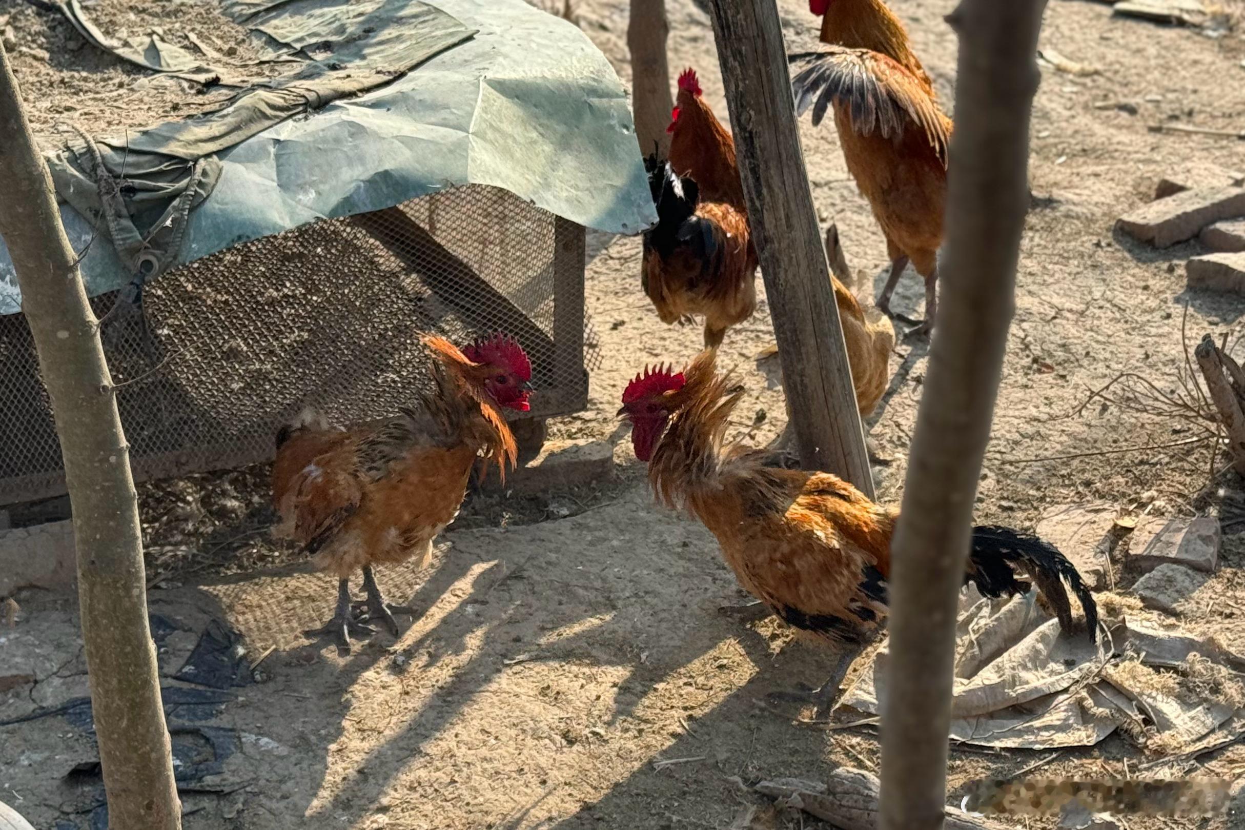 妥妥的战斗“鸡”，斗起来还挺狠。 