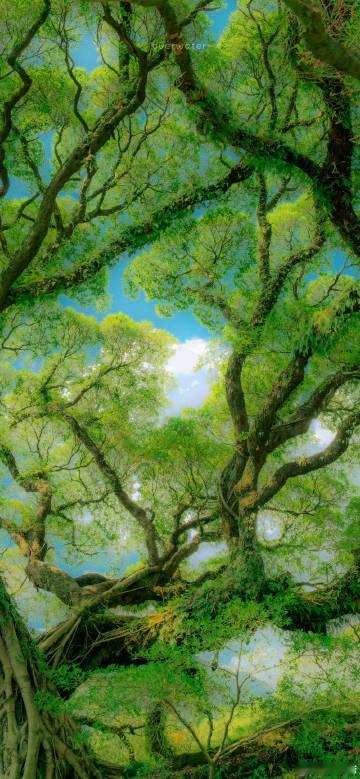 来福州上大学的原因又加一福州大学最好的招生简章谁能拒绝福州独有的浪漫风景，一棵千