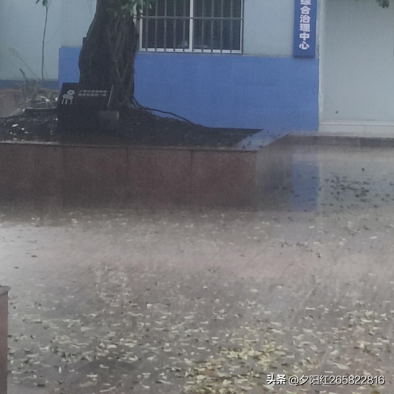 夏雨送清凉，真的太舒服啦！今天下午是入优后的笫一场夏雨，让周末变得格外惬意。降雨