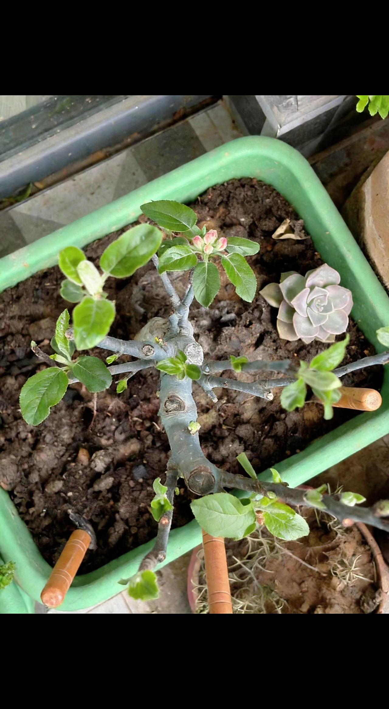 🌱枯木缝里钻出春天啦！嫩芽踮脚吻阳光，多肉蜷成小月亮🌙。平凡泥土里，藏着倔强