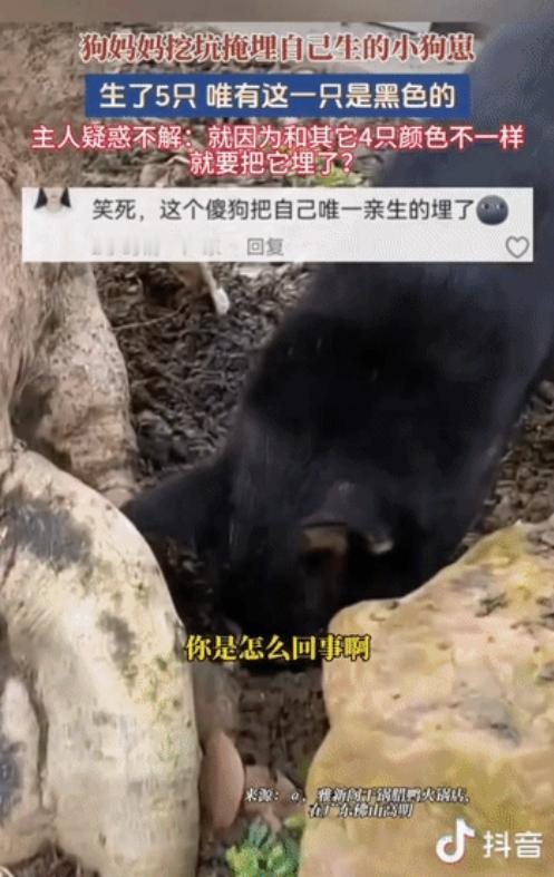“这下解释不清了！”广东一只黑狗生了五个崽，四黄一黑，小狗崽还没睁眼，狗妈就在院