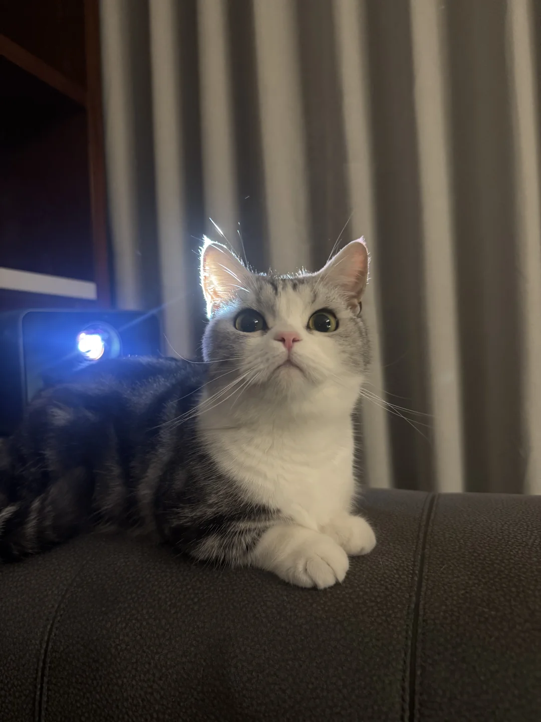 小猫耳朵粉粉的