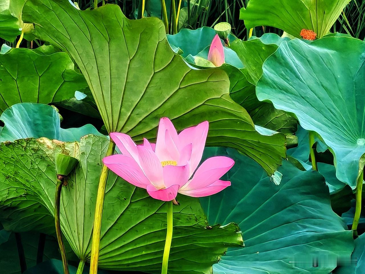 粉嫩荷塘，夏意盎然，心旷神怡！🌸🌿