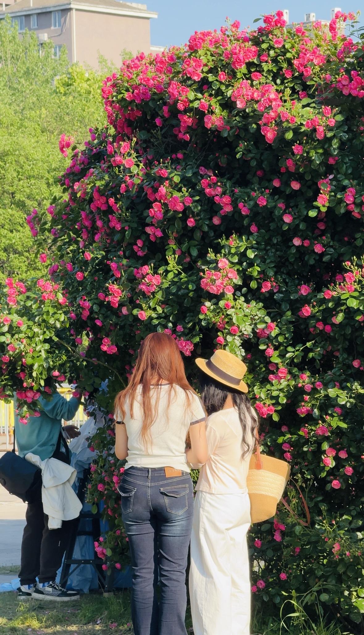 芜湖的浪漫，你想象不到！[玫瑰]