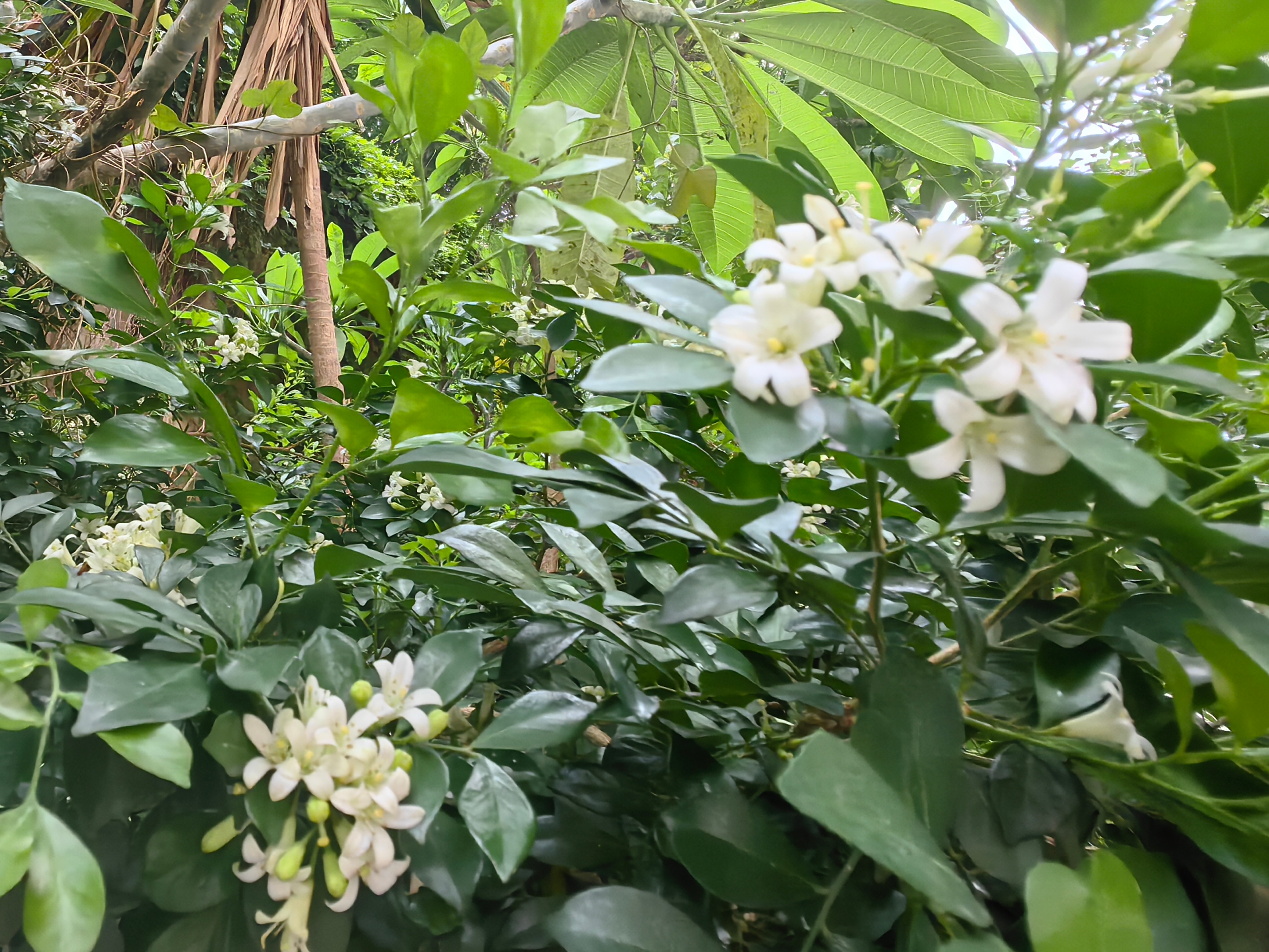 今天的又阴天。 