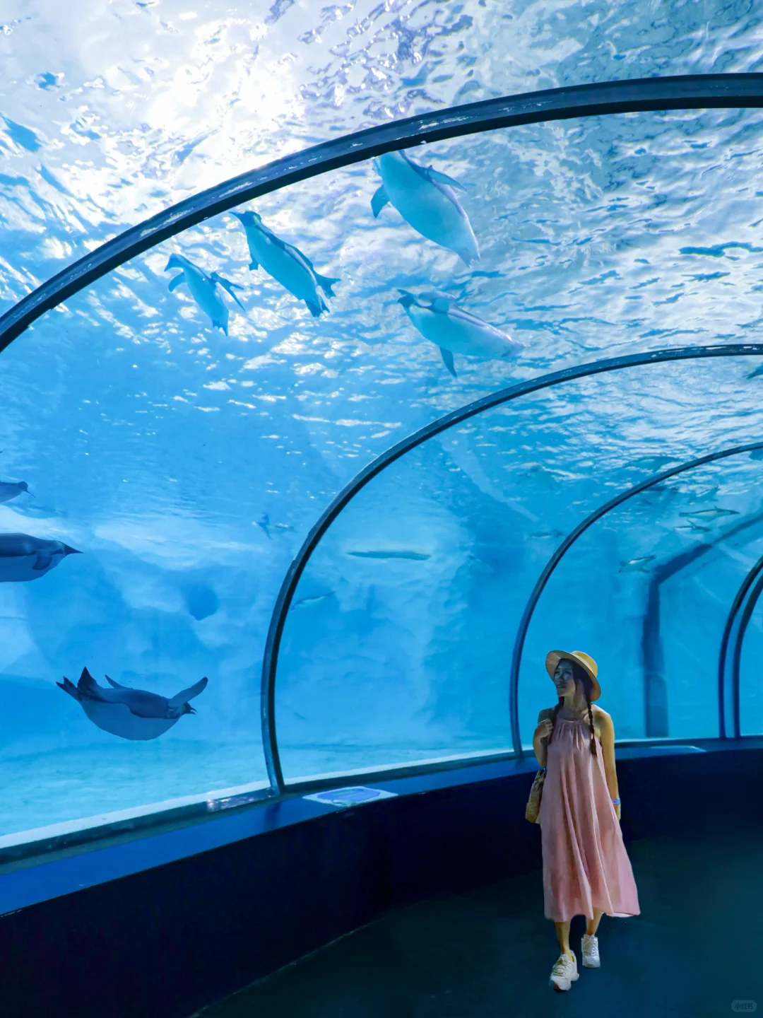 珠海｜打卡综艺同款海洋王国🐳太好玩啦‼️