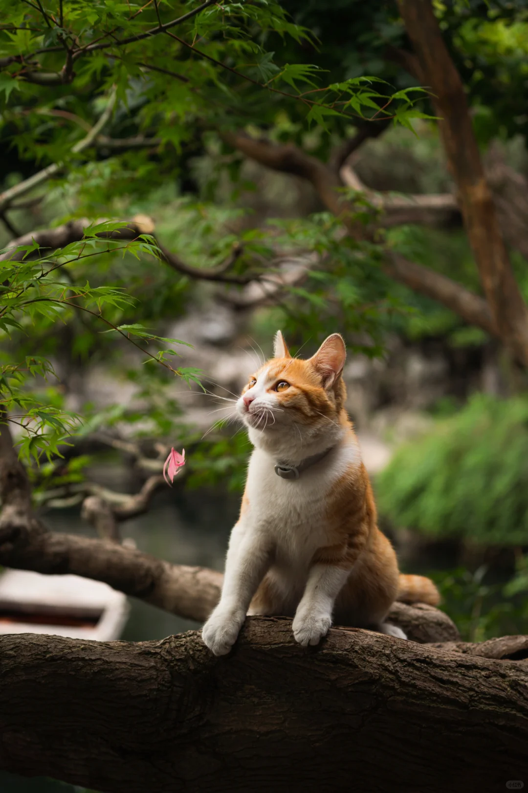 战损一根逗猫棒