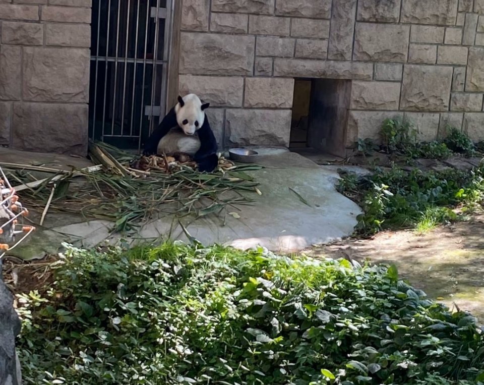 大熊猫古古去世 ，2023年10月第一次看到奶呼呼的古古吃饱了在冲盹儿，没想到这