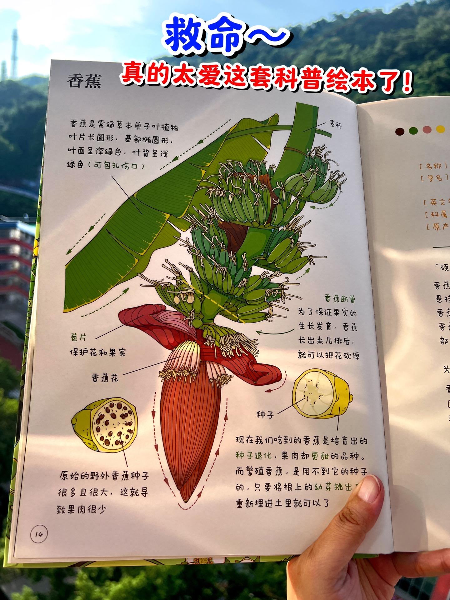 谁能拒绝如此绝美的科普绘本？画风绝美，针对每个果蔬的科普也做的非常专业...