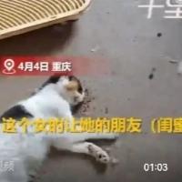 托闺蜜照顾5只猫，竟全被活活饿死：备足猫粮却无人问津，这哪是帮忙，这是谋杀！
 