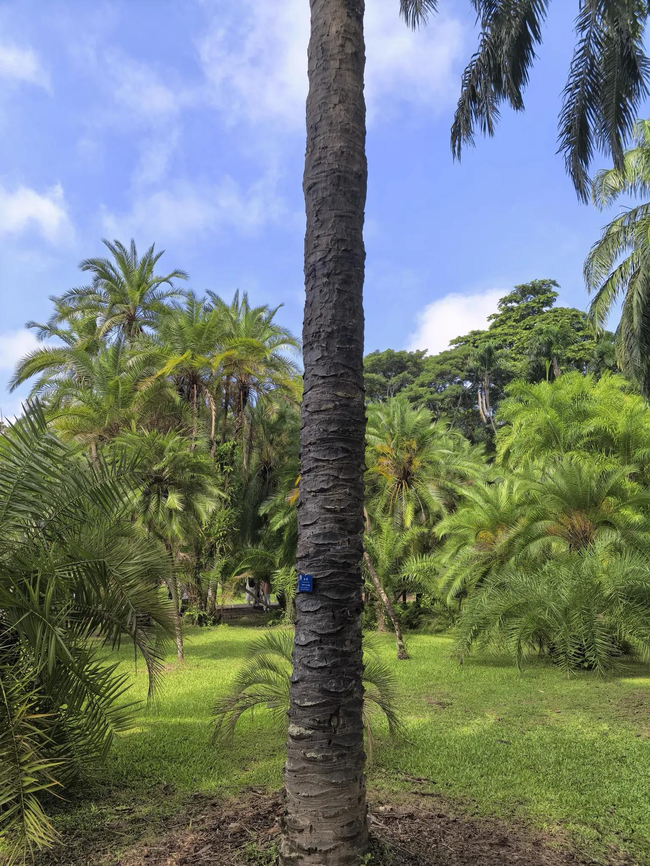 游云南西双版纳植物园（四）
中科院西双版纳热带植物园修建在罗梭江环绕形成的河心半