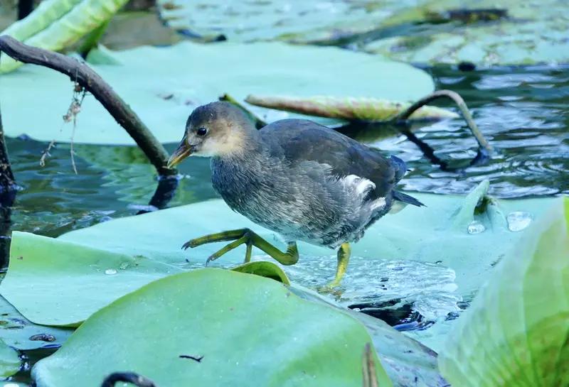 《甲辰新咏》其一
雪融梅萼破新寒，柳眼初开怯晓烟。
陌上马蹄轻似蝶，湖边花气暖于