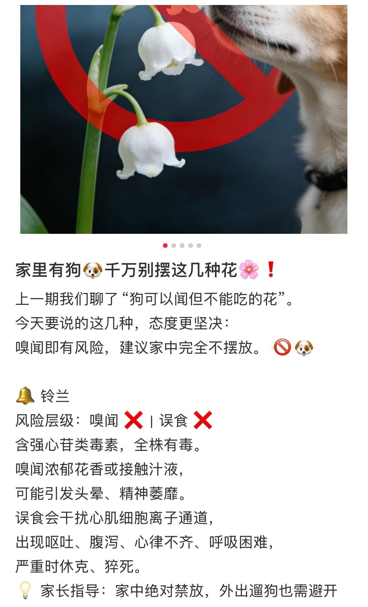 其实当初说这个胖狗代表花是铃兰我就有点奇怪，我感觉跟他完全不搭边的花啊可能因为祁