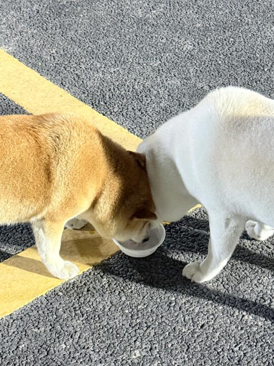 交杯酒