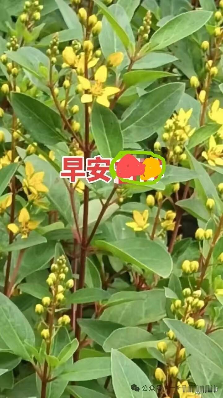 繁花盛开迎新夏