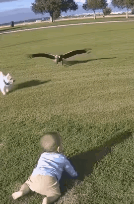不到一岁的小孩在公园里面独自爬行，突然，天空飞下来一只大老鹰，叼起小孩就要往天空