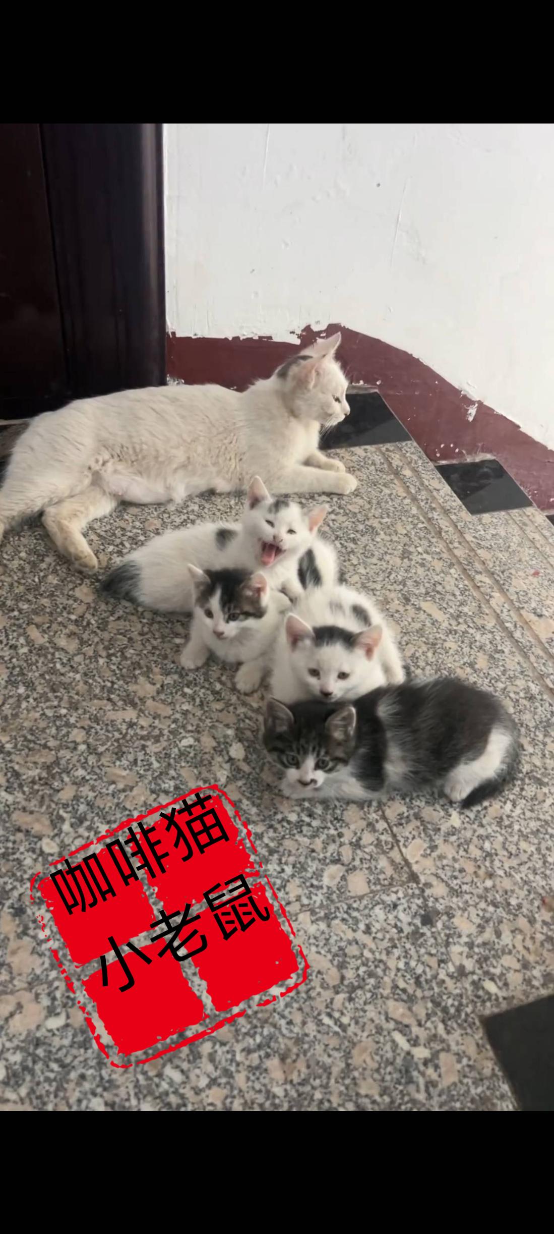 怎么办大家帮我出个主意，仅仅只是喂养过几次的猫妈妈，竟然大白天的带着她的宝宝来到
