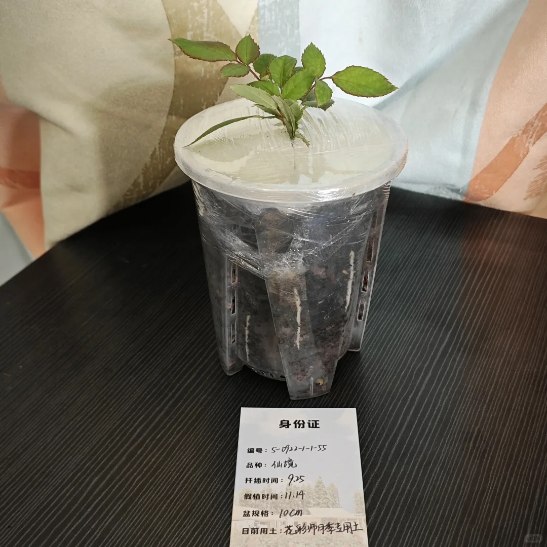 最后一颗仙境打包了，送出前留念一下吧