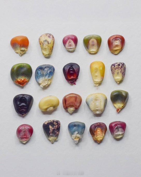 玉米粒的不同颜色。现在网上见的那种“文玩玉米”是不是就是这些杂交出来的？玉米 植