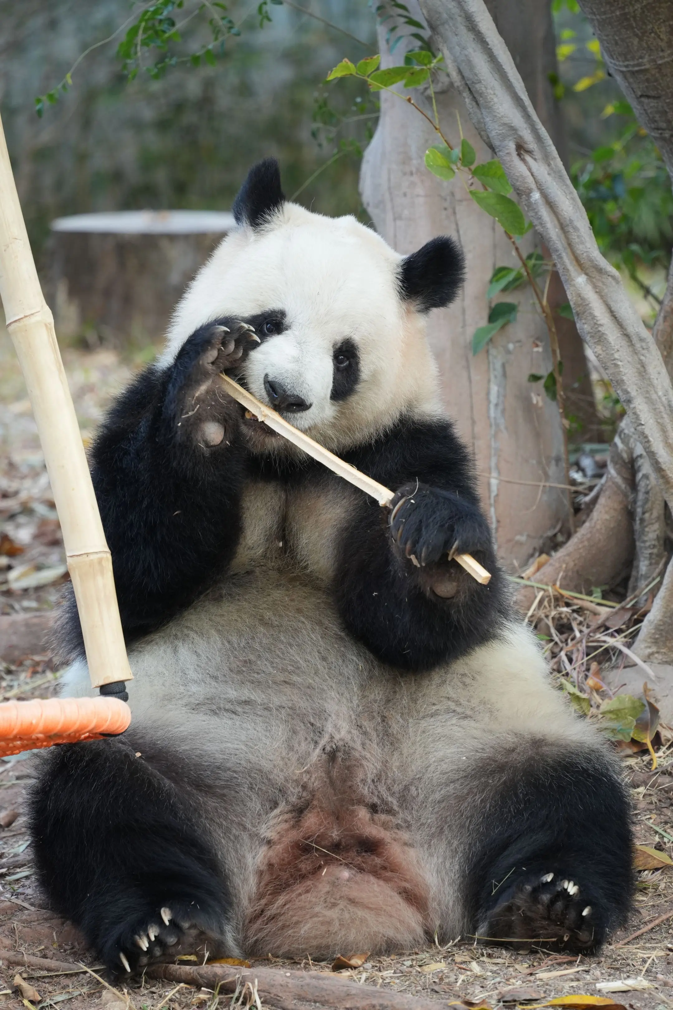 广动名画——包租婆的胸肌。