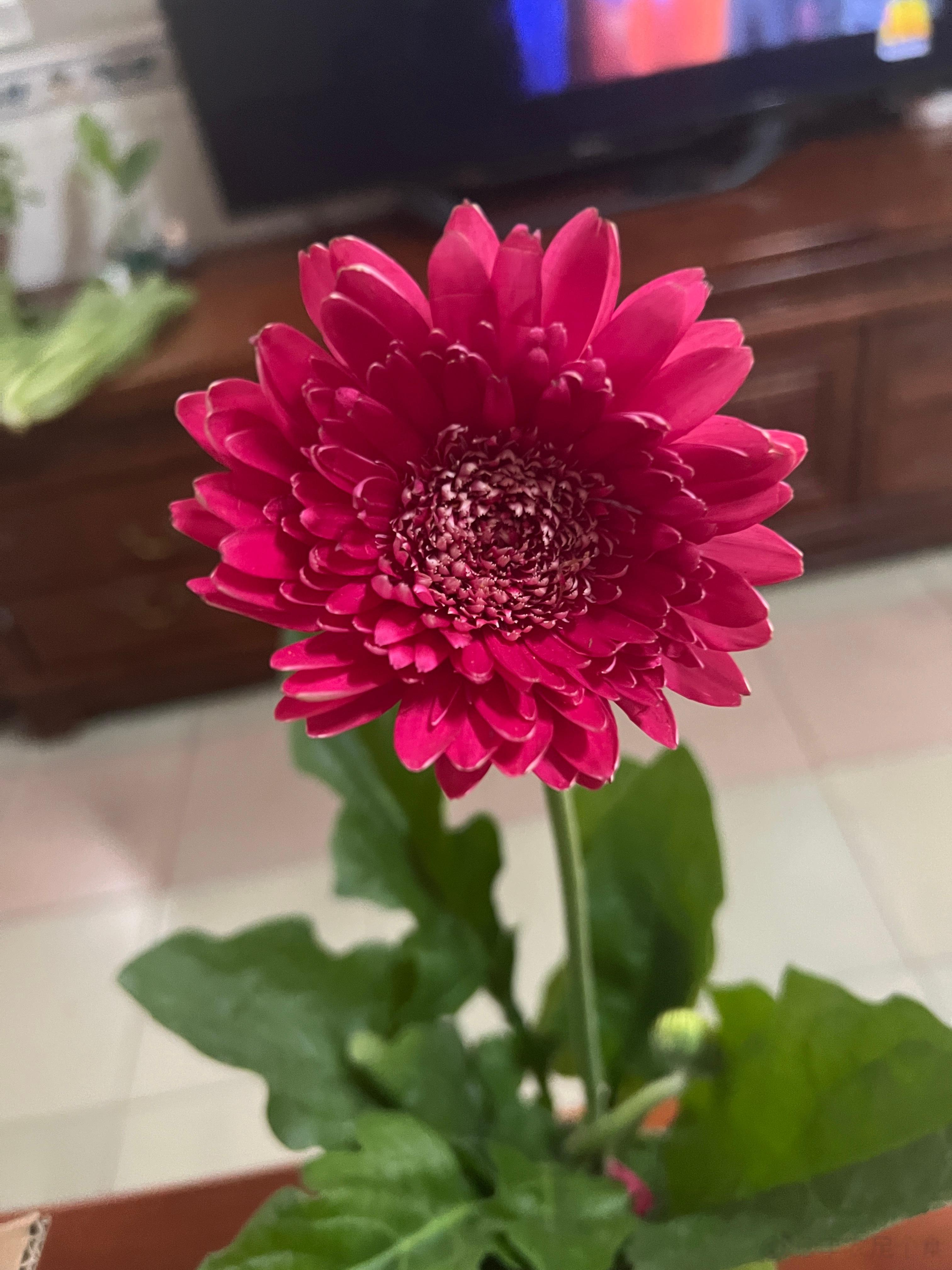 #那些花儿#非洲菊 ​​​