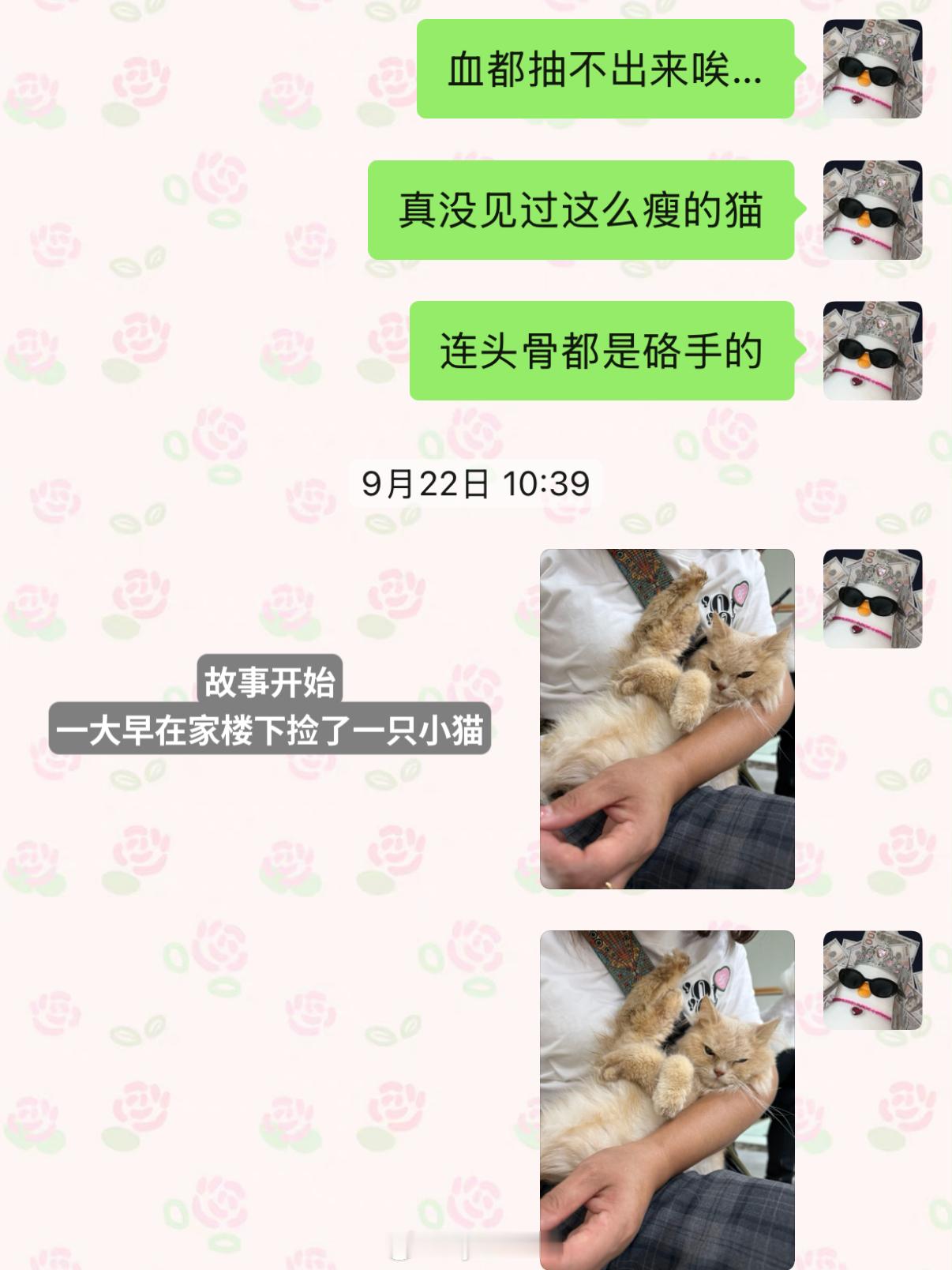 我跟你们说我最近从死神手里抢了一只小猫…… ​​​