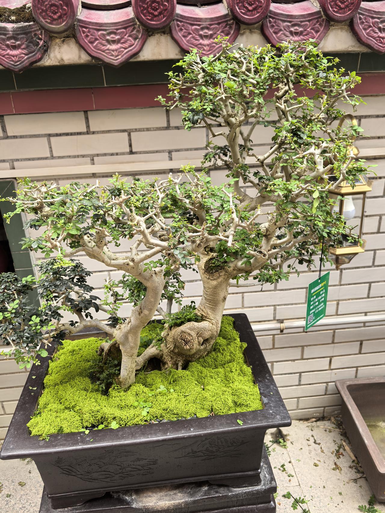 藏在案头的山林野趣｜我的对节白蜡双干老桩盆景
 
偏爱盆景的雅致，终究是沦陷在对