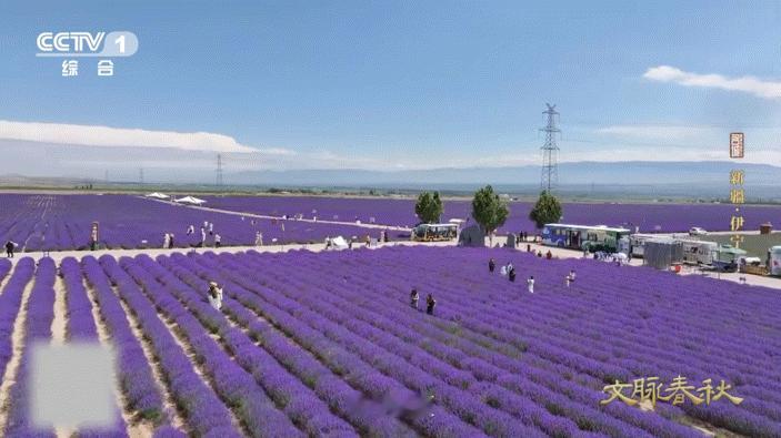 上过太空的薰衣草在新疆盛开有一种浪漫叫太空蓝薰衣草曾遨游太空18天的薰衣草种子，