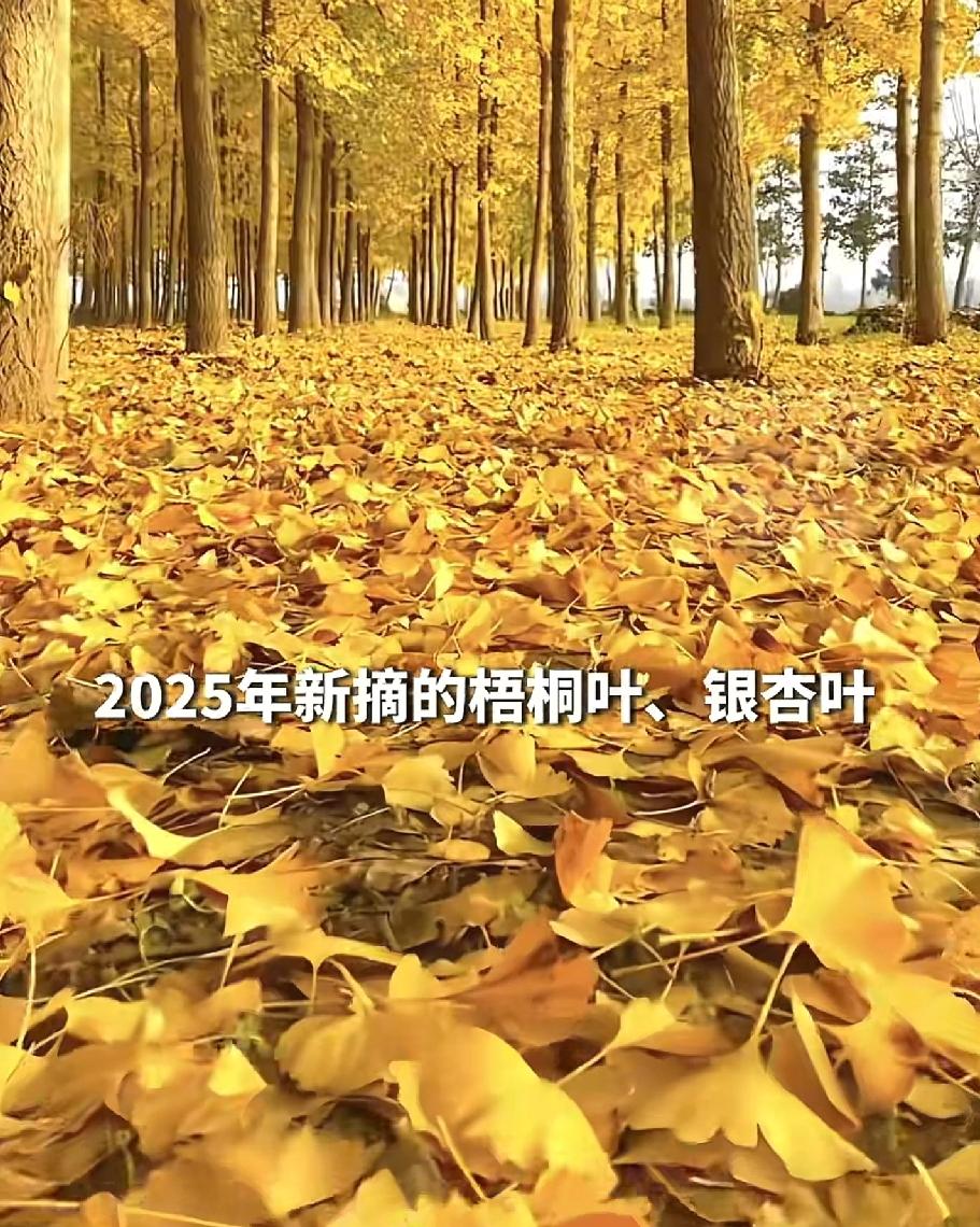 可以分享一张秋景树叶的照片吗2025秋去冬来，金黄的银杏叶铺满了大地
