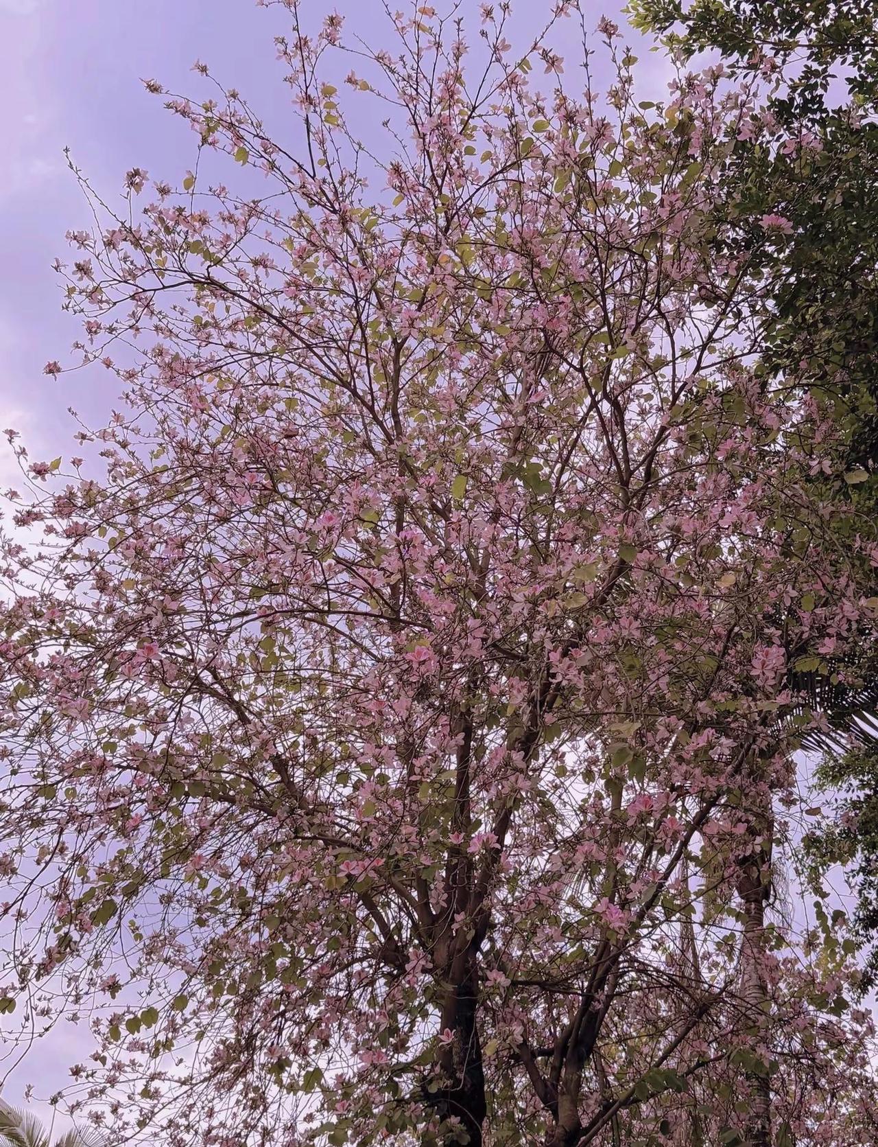 紫荆花开了 春日限定氛围感随拍 人生的快乐就是走自己的路，看自己的风景，知足，感