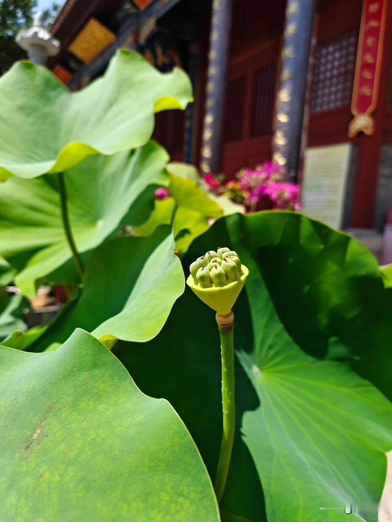人生本就是一场边走边悟的旅程，不必强求事事圆满，也不必执着于过往遗憾。很多烦恼，