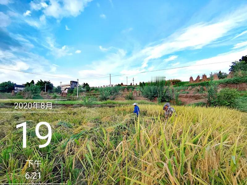 一亩地真能产万斤粮食吗？这事儿还真得具体分析。
在浙江江山，就有高产的例子。浙江