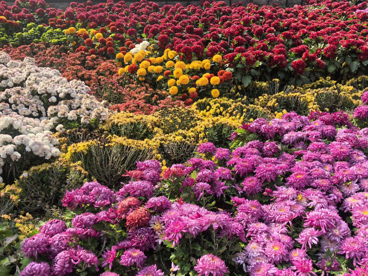分享一张最近随手拍的照片公园的菊花正开的迷人娇艳[玫瑰][玫瑰][玫瑰]