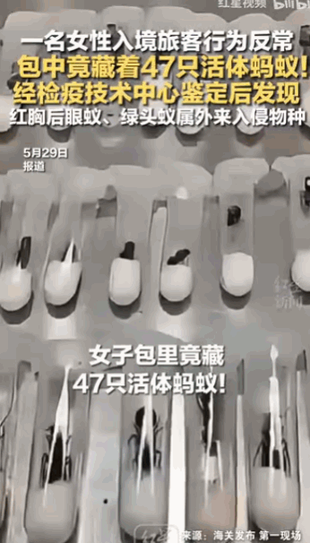 “真是为了钱什么事都干得出来！”深圳福田口岸，一名女子过关时神情紧张，形迹可疑，