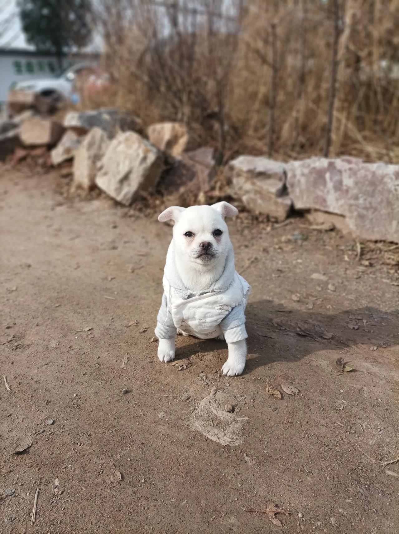 不懂就问，我这柴犬耳朵还能不能立起来了？？[我想静静][我想静静]