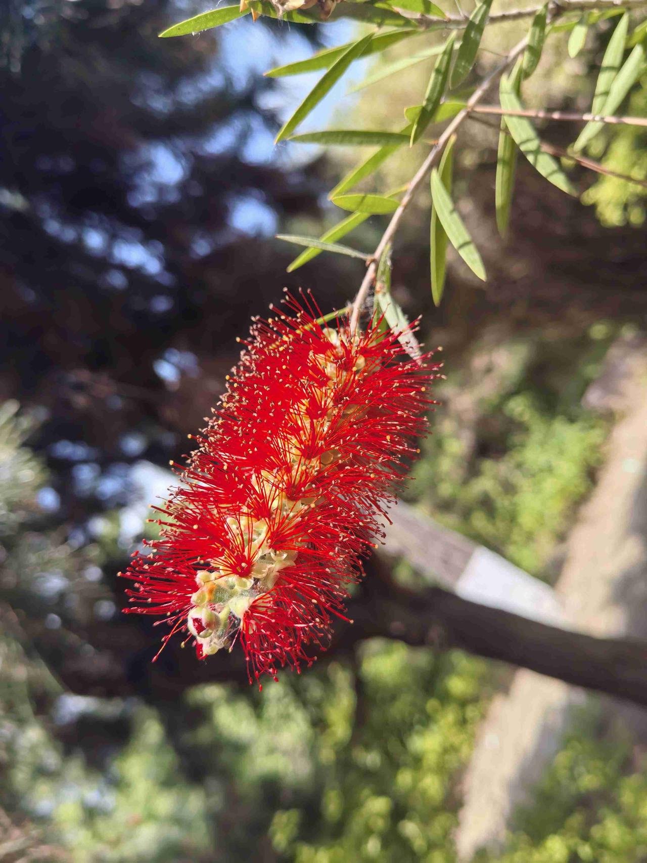 你知道这是什么花吗？

 带定位分享生活 
我的今日状态：😁轻松愉快
我这里的