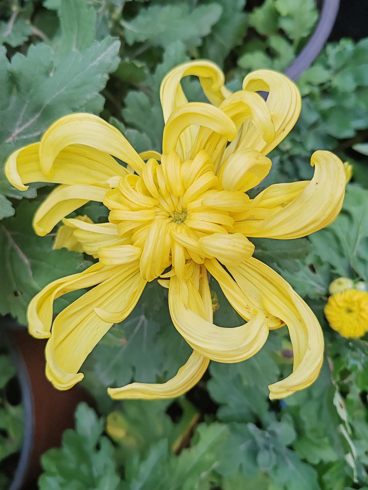 上联:清清楚楚看清楚，试对下联明明白白听明白