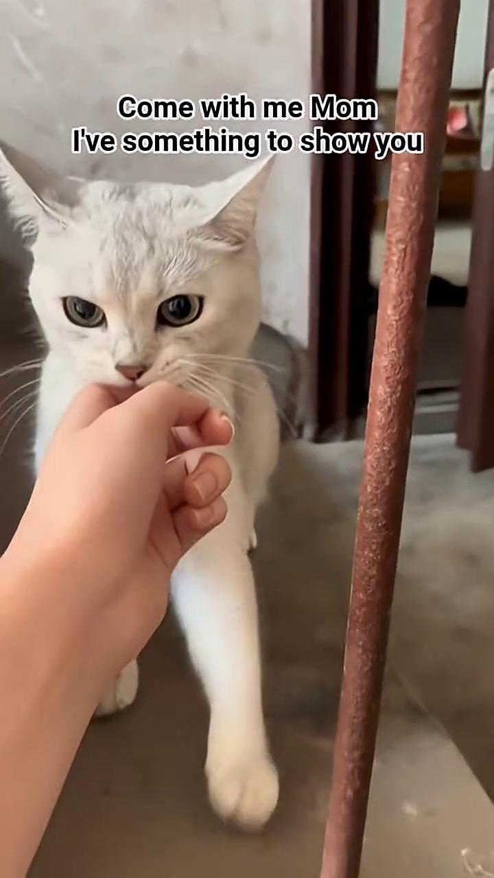 Come with me Mom，I've something to show 