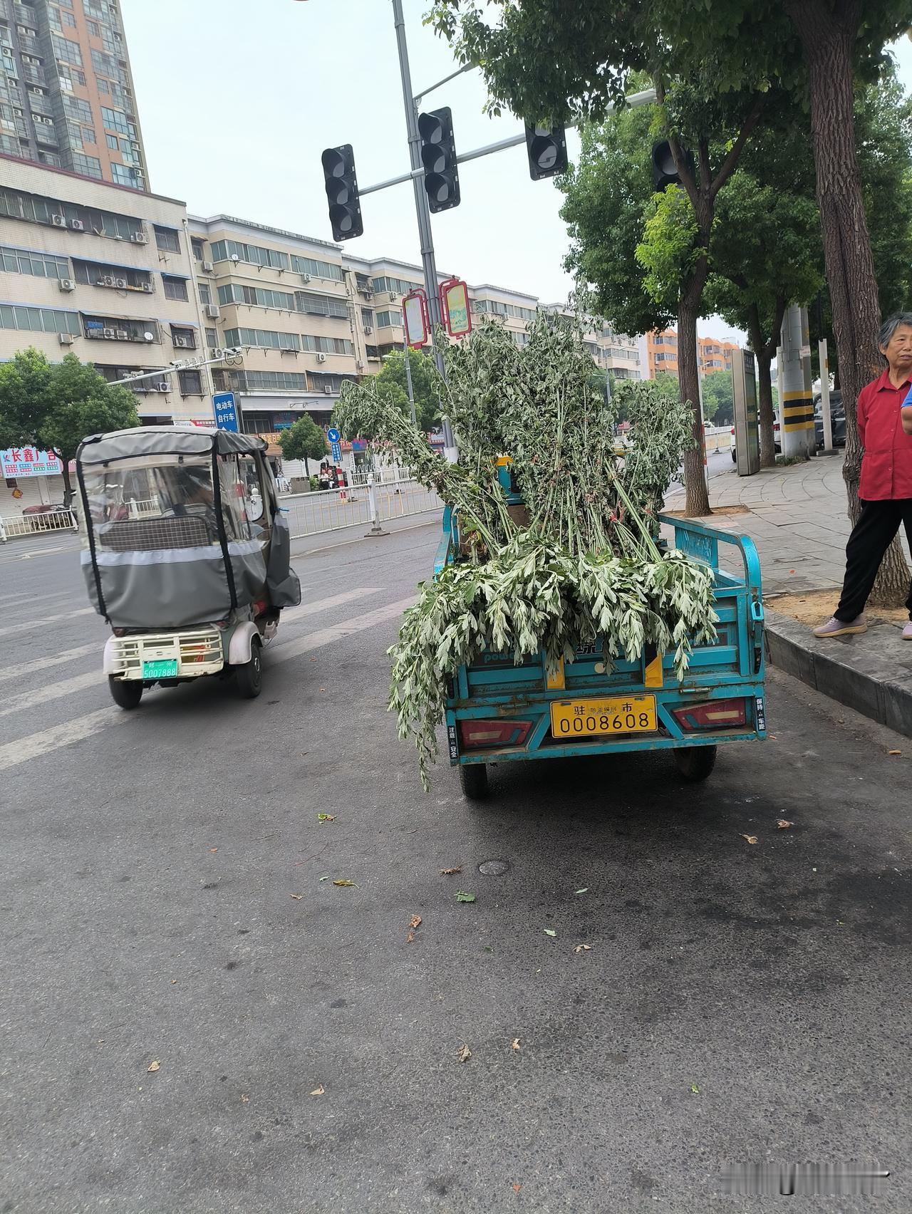 满大街都是买艾草的。前两天2块钱一把，后来1块钱一把，现在5毛钱一把。有的艾草长