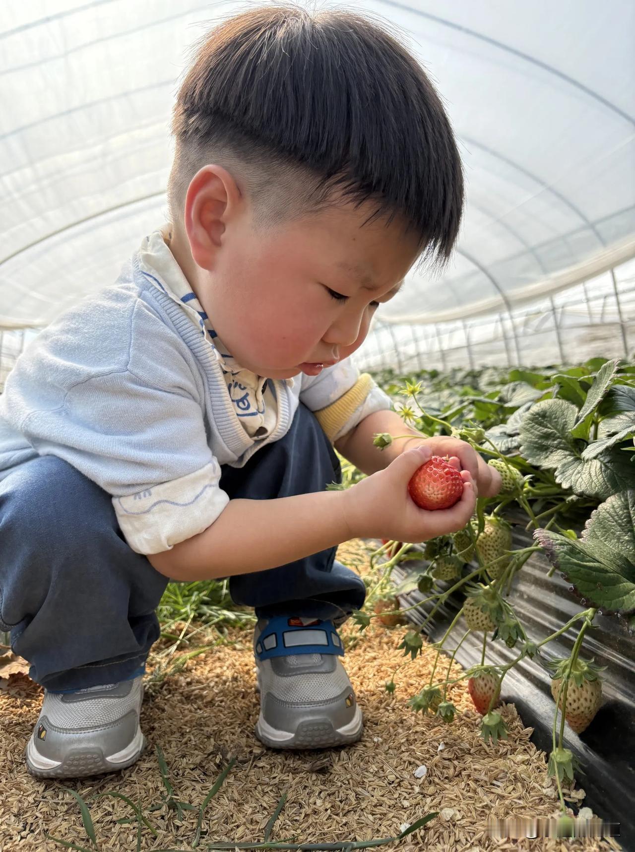 摘草莓
残冬中突然闯入了两个夏日，今天气温29℃，阳光甜美、草莓清香。
明天气温
