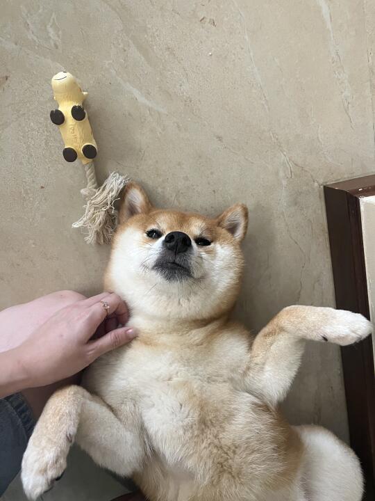 撸狗吗？？！免费