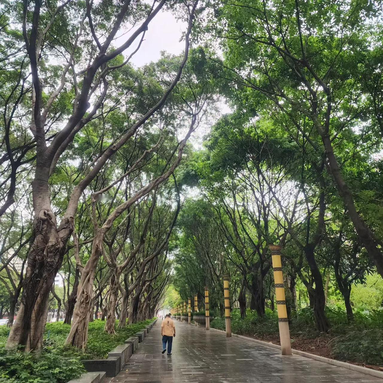 广州东站附近的榕树林是难得一见的闹市里的绿化带，榕树垂着须子，花瓣上挂着雨珠，太