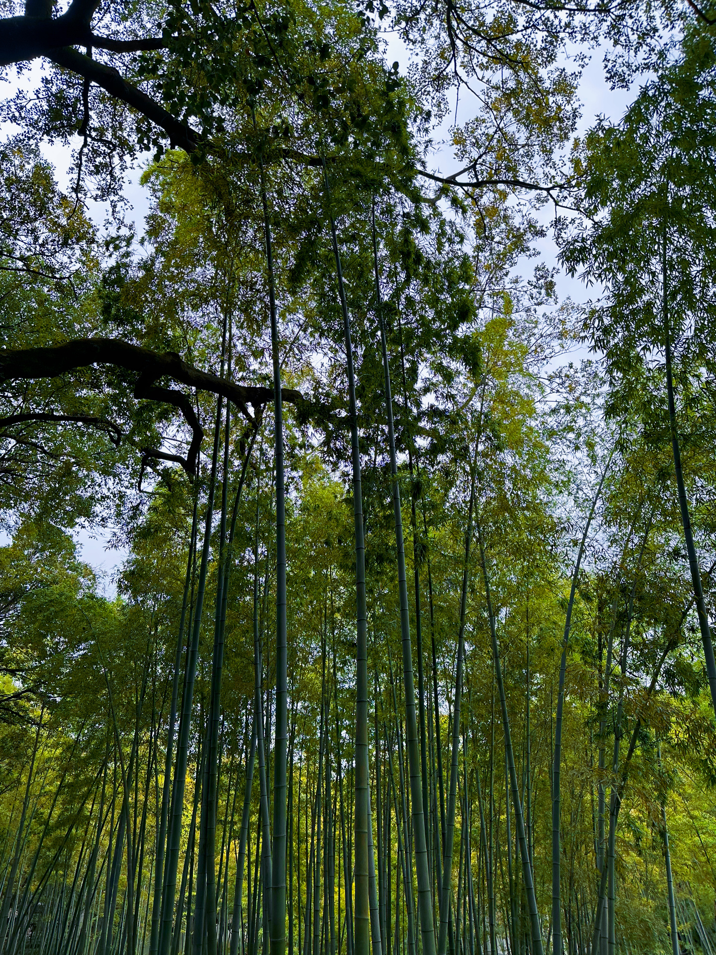 善良是一种修养，善待他人就是善待自己，要想得到别人的爱，首先要学会爱别人，一个善