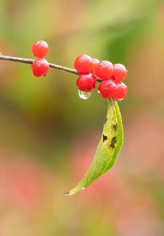 相思到底是苦还是乐，真是个让人纠结的问题。
有人觉得相思苦不堪言。像退伍老兵，对