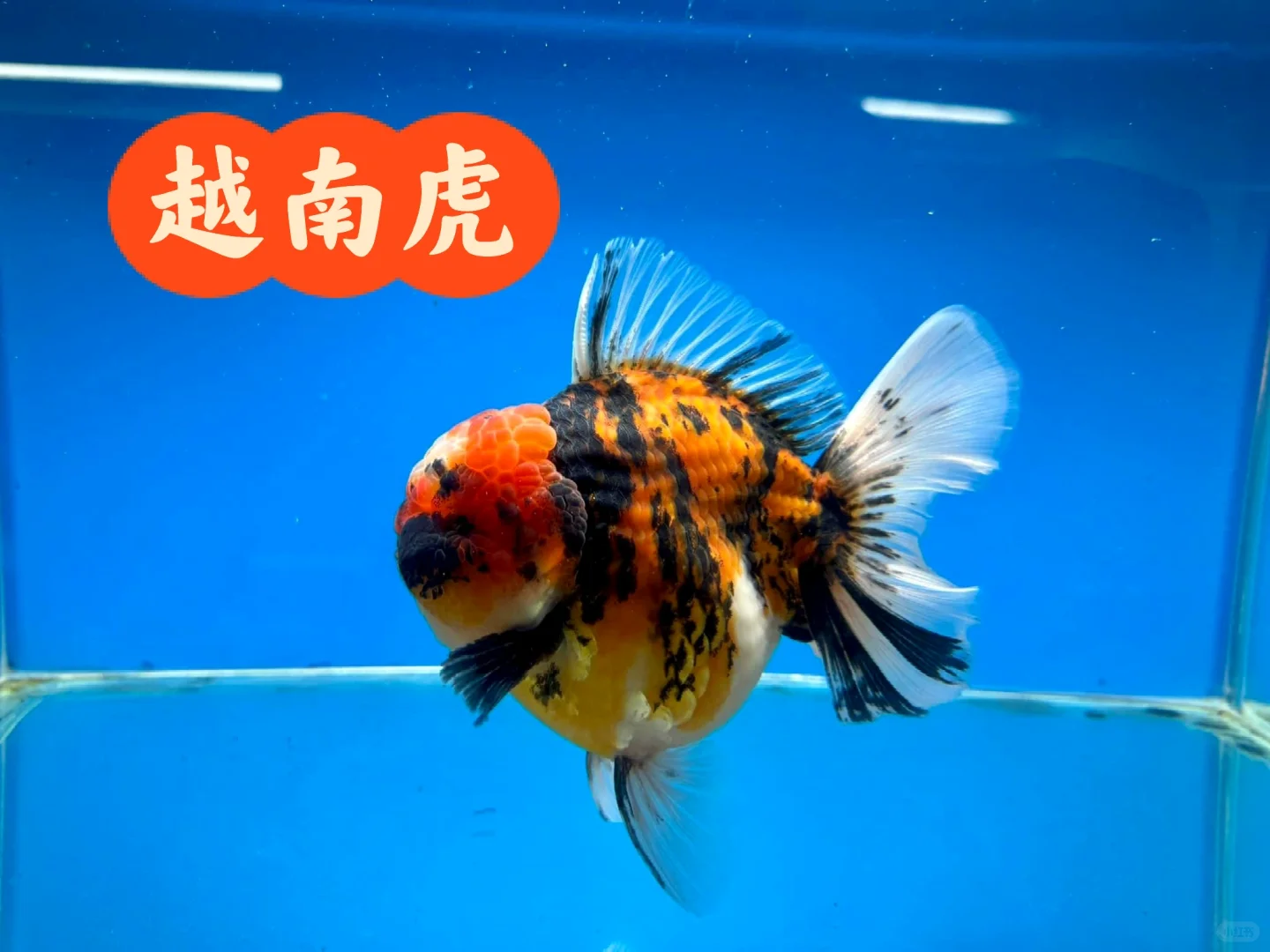 越南🇻🇳“🐯”